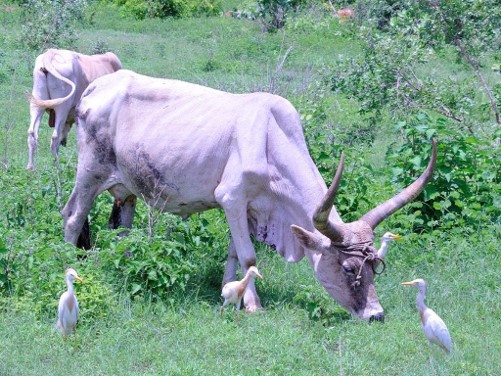 Le Héron garde-bœufs, Bubulcus ibis
La Somone, Sénégal