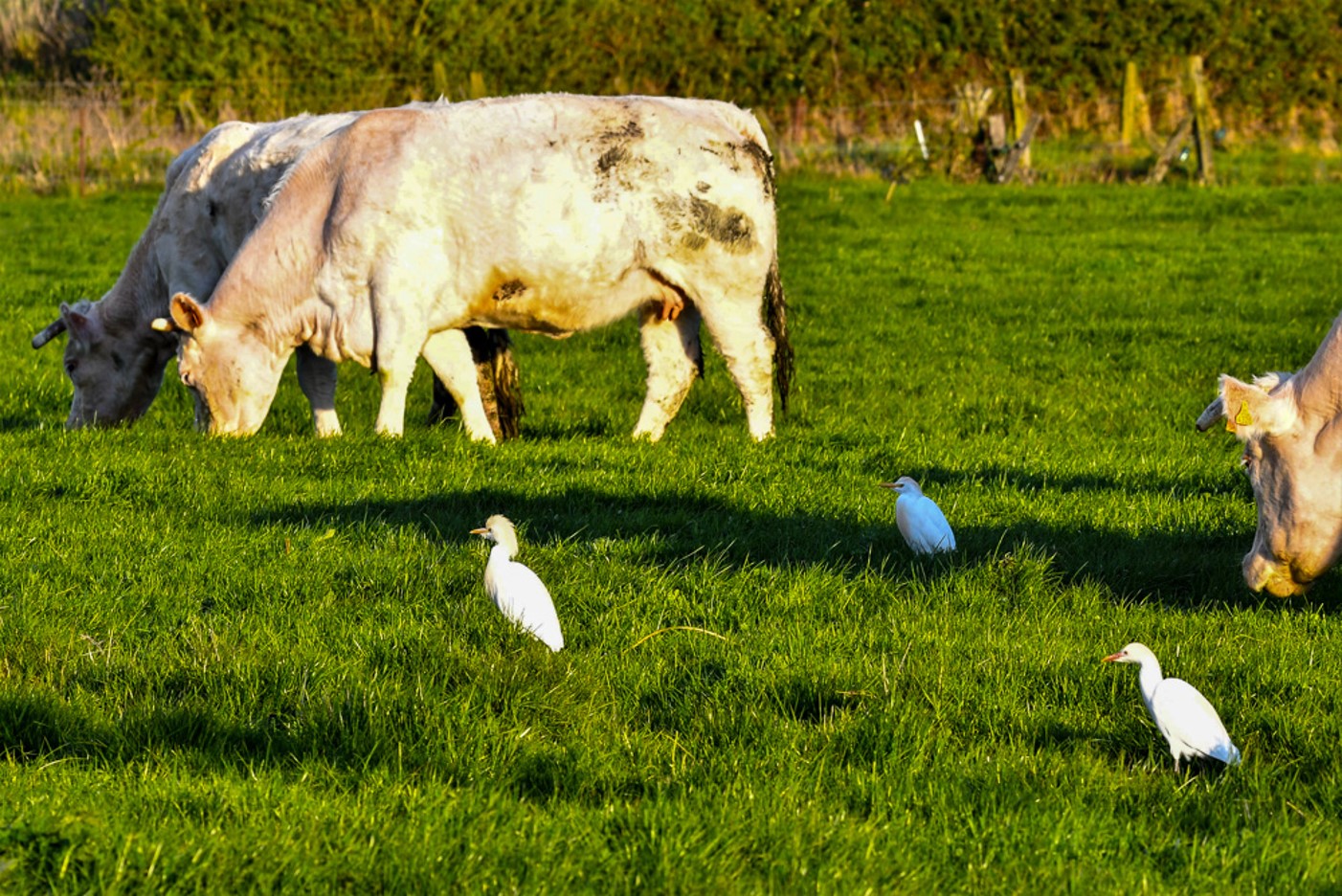 Le Héron garde-bœufs, Bubulcus ibis
Mont-Bernanchon, France