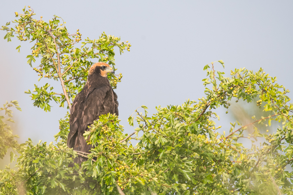 Busard des roseaux (Western Marsh Harrier, Circus aeruginosus),  juvénile de premier-trimestre vu de profil, Réserve Naturelle de Mont-Bernanchon, Hauts-de-France.