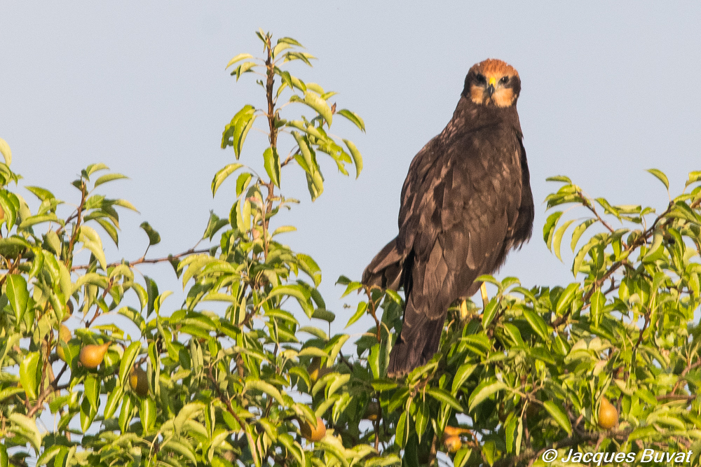 Busard des roseaux (Western Marsh Harrier, Circus aeruginosus) juvénile de premier trimestre vu de face, Réserve Naturelle de Mont-Bernanchon, Hauts-de-France.