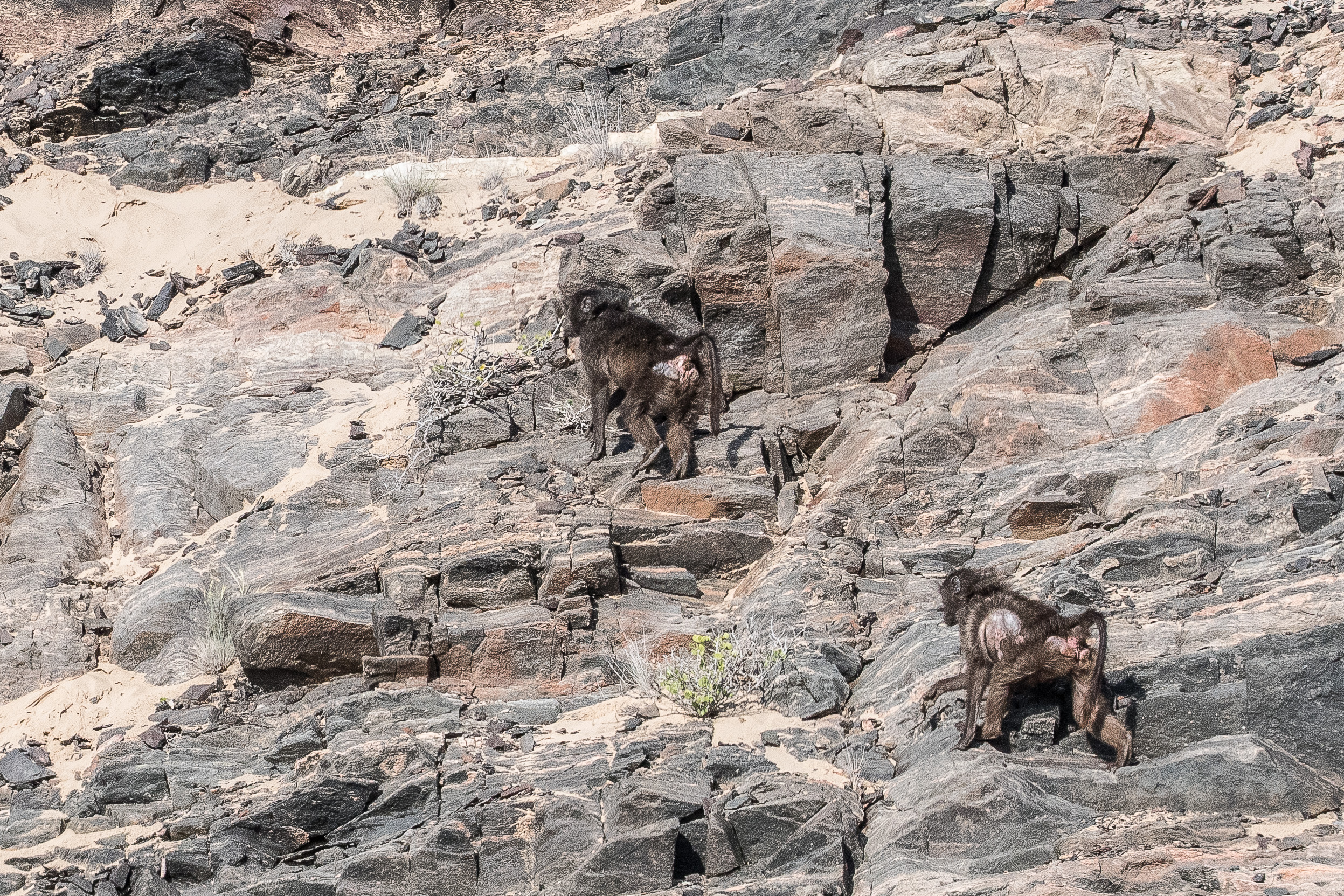 Chacmas (Chacma baboons, Papio ursinus), adultes escaladant une falaise en vue d'y rechercher des oeufs ou d'y passer la nuit,  Vallée de l'Hoarusib, Parc National de la Côte des squelettes, Namibie.