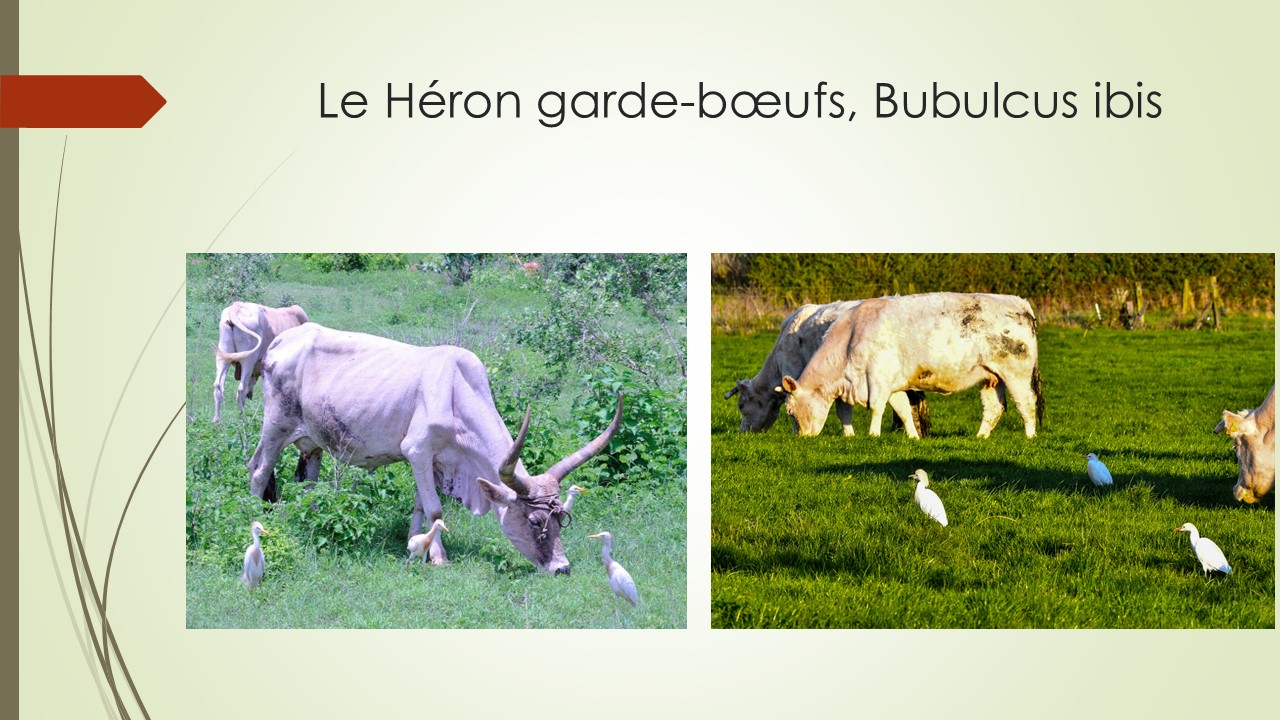 Le Héron garde-bœufs, Bubulcus ibis