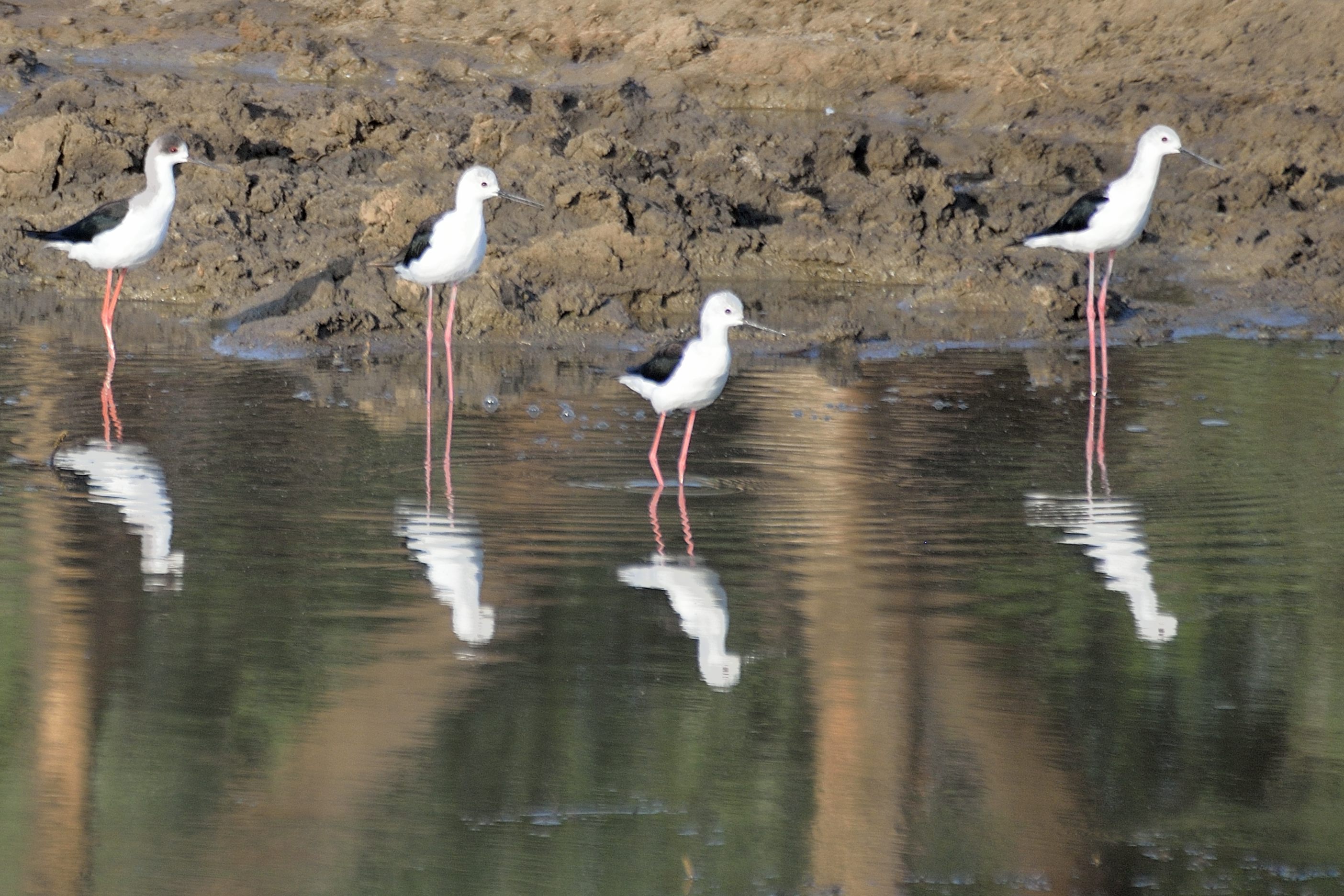 Echasses Blanches (Black-winged Stilts, Hemantopus Hemantopus), Etang de Sonko 2, Brousse de Somone, Sénégal.