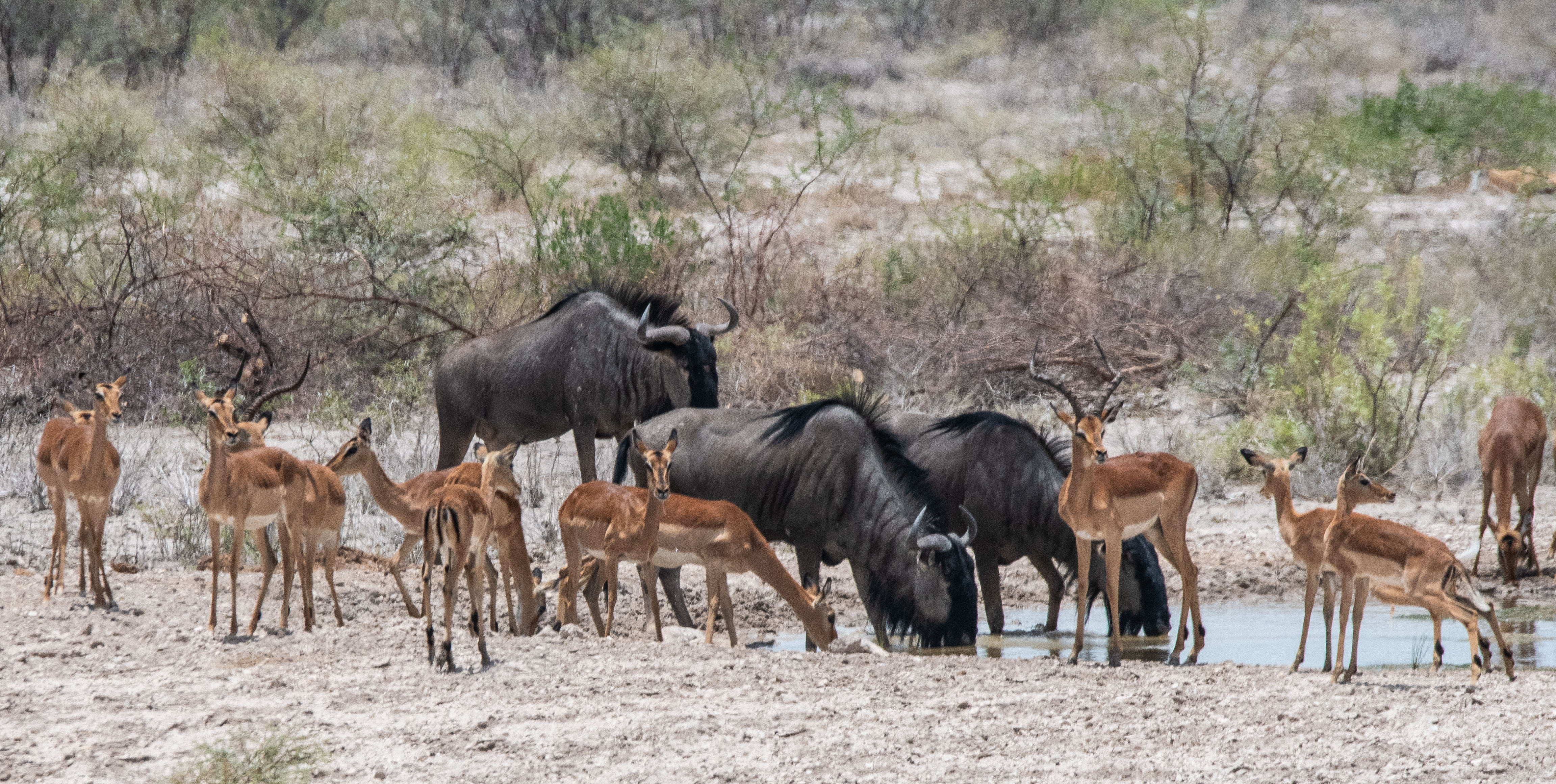 Gnous bleus (Wildebeest, Connochaetes taurinus) et Impalas (Impala, Aepyceros melampus) s'abreuvant au point d'eau du lodge 
 Onguma Le Fort, Parc National d'Etosha, Namibie.