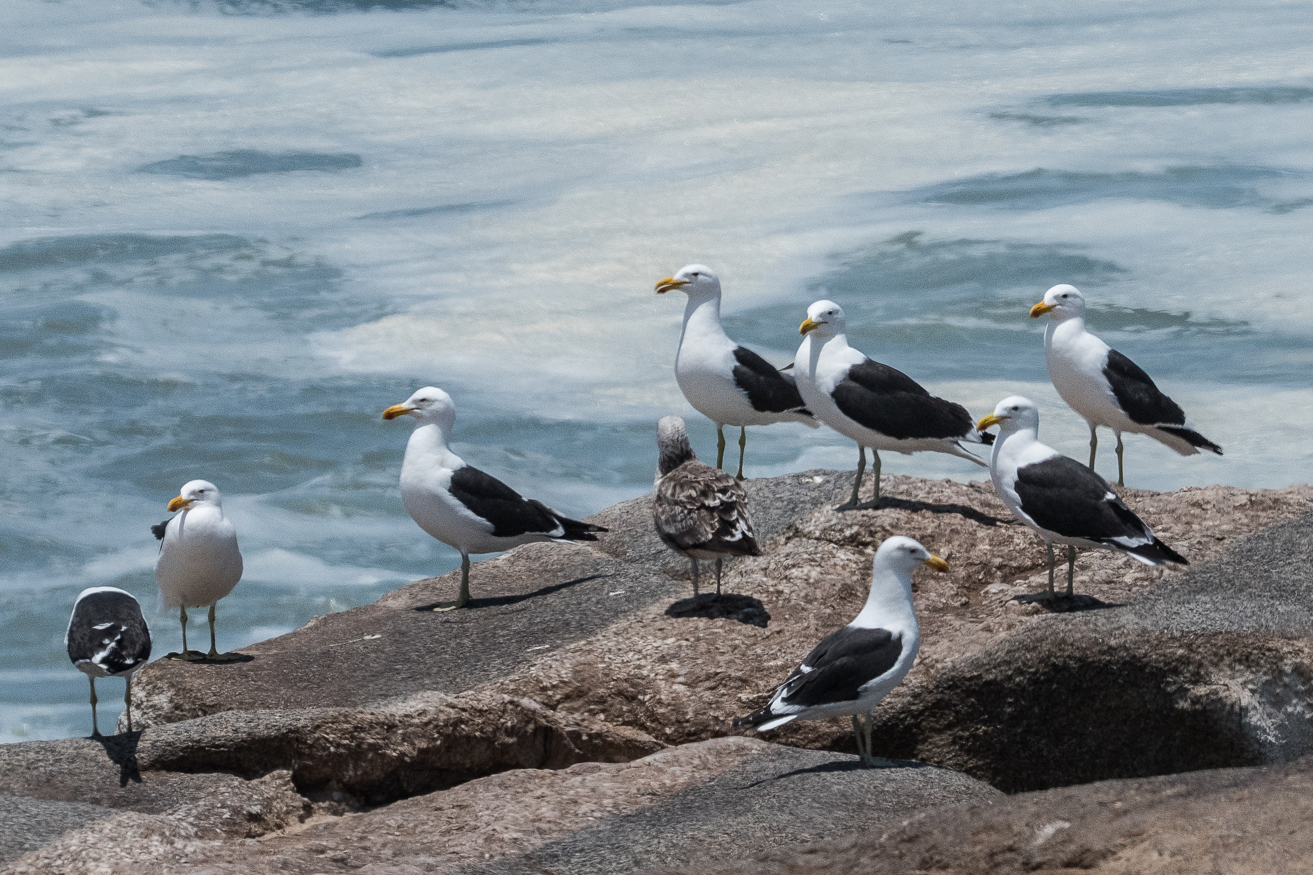 Goélands dominicains (Kelp gull, Larus dominicanus), 8 adultes et un juvénile de première année posés à la périphérie d'une colonie d'Otaries à fourrure du sud, Möve Bay, Skeleton Coast National Park, Namibie.