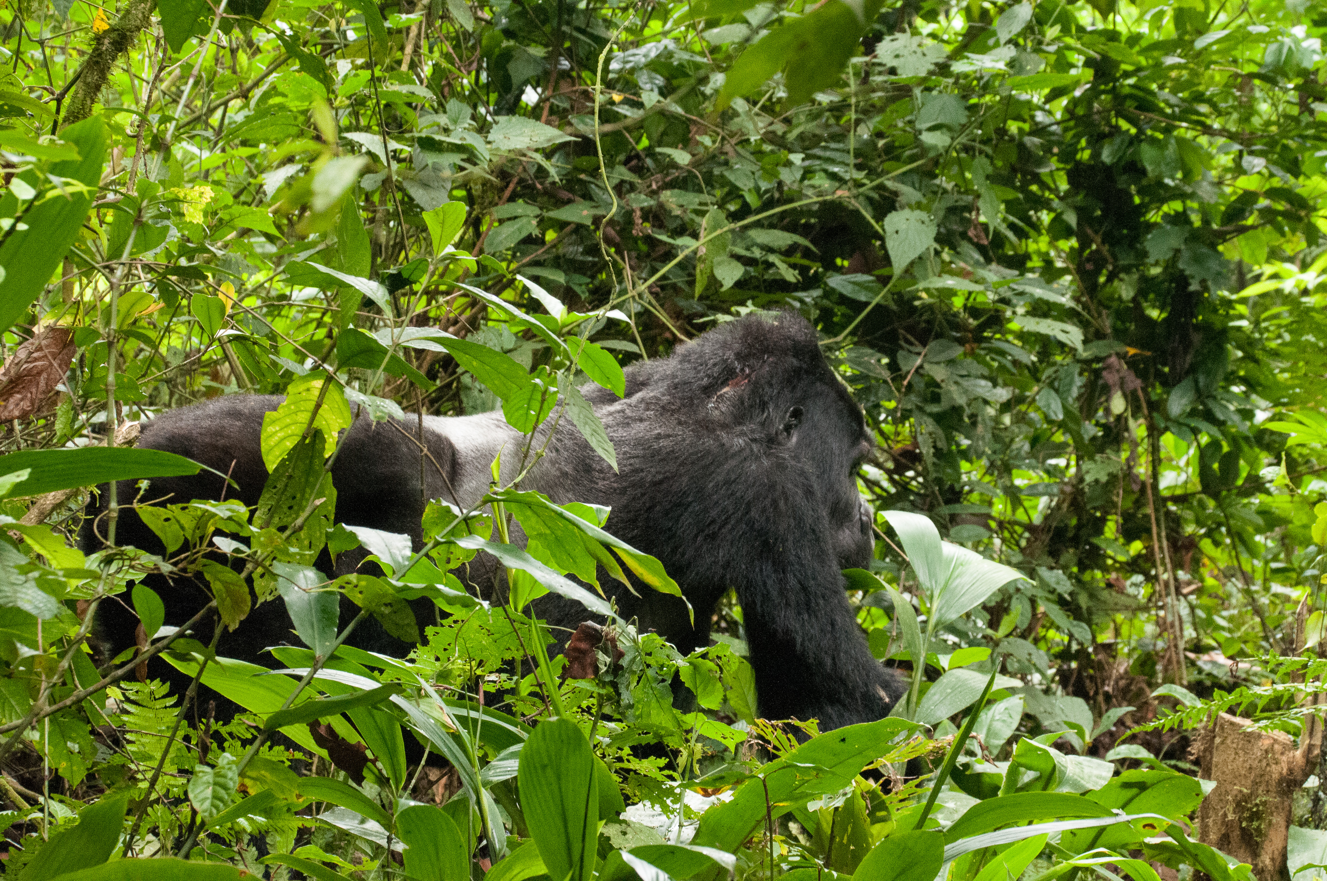 Gorille des montagnes (Mountain gorilla, Gorilla beringei beringei), mâle à dos argenté blessé au cours d'un combat à la suite duquel il a perdu la dominance de son groupe, Bwindi Impenetrable Forest National Park, Ouganda.