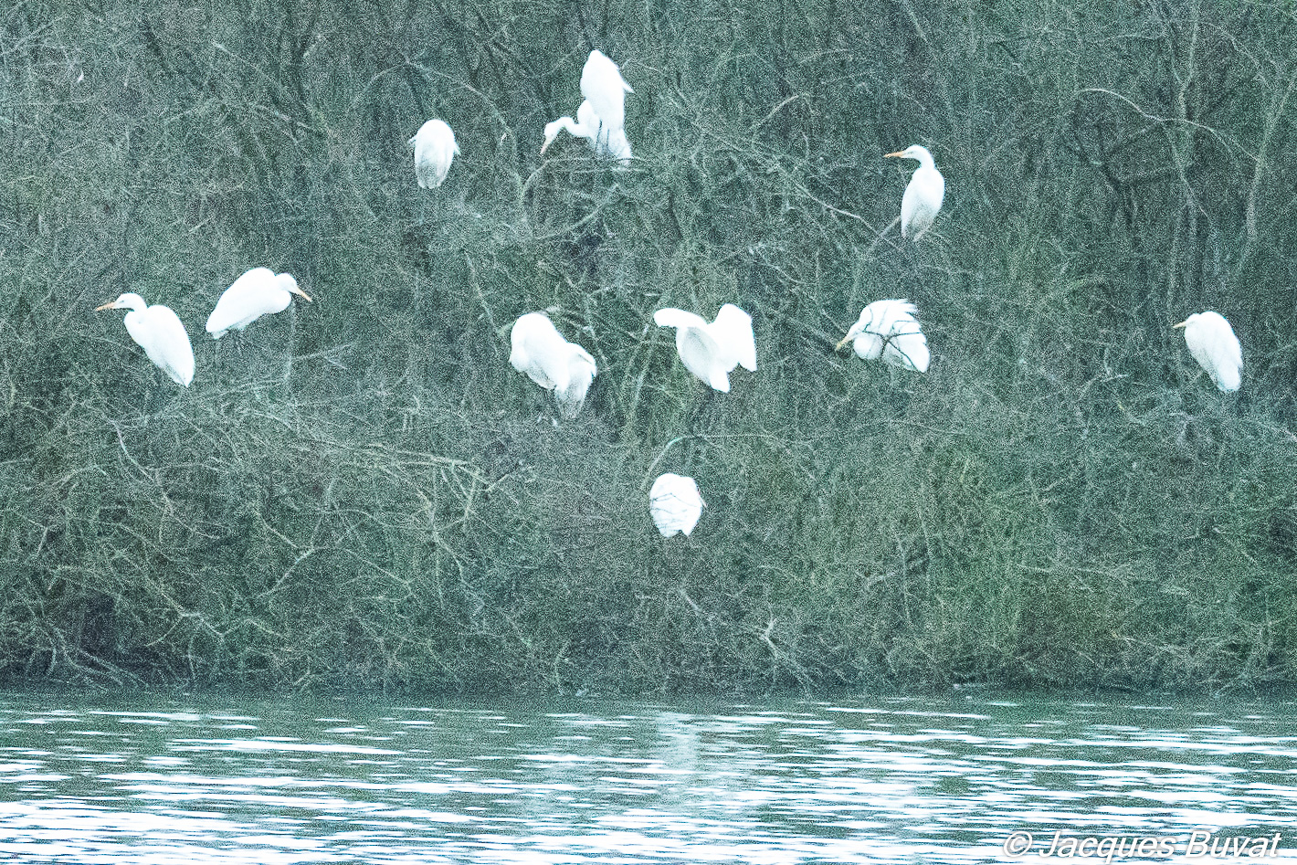 Huit Grandes Aigrettes (Great Egret, Ardea alba) et 2 Aigrettes garzette (Little Egret, Egretta garzetta) perchées à la tombée de la nuit sur leur ancien dortoir du Dépôt 54,  Réserve Naturelle de Mont-Bernanchon, Hauts de France.