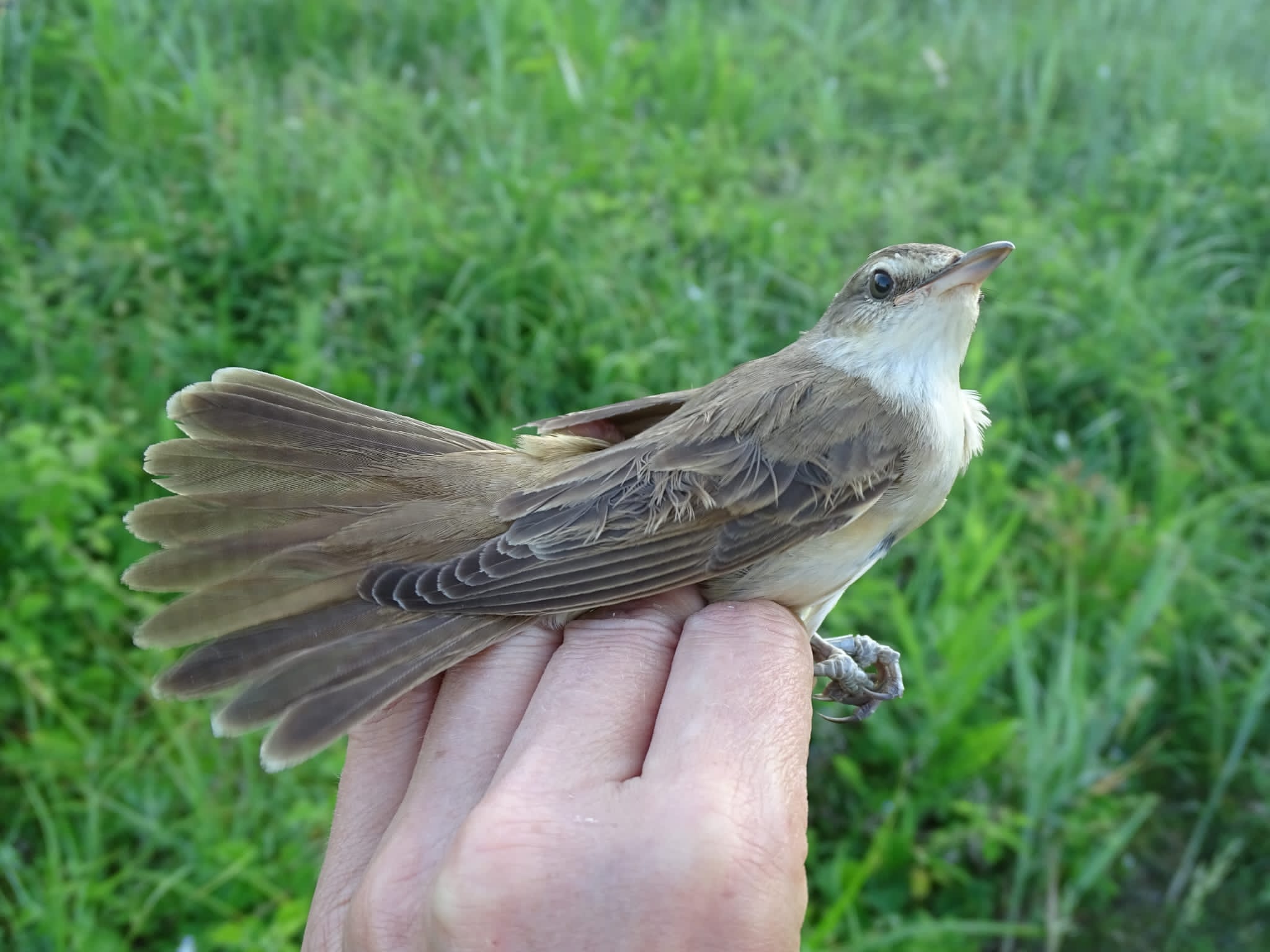 Rousserolle Effarvate (Reed Warbler, Acrocephalus scirpaceus) prise au filet lors d'une séance de baguage sur le Dépôt 54 de la Réserve Naturelle de Mont-Bernanchon, Hauts de France.