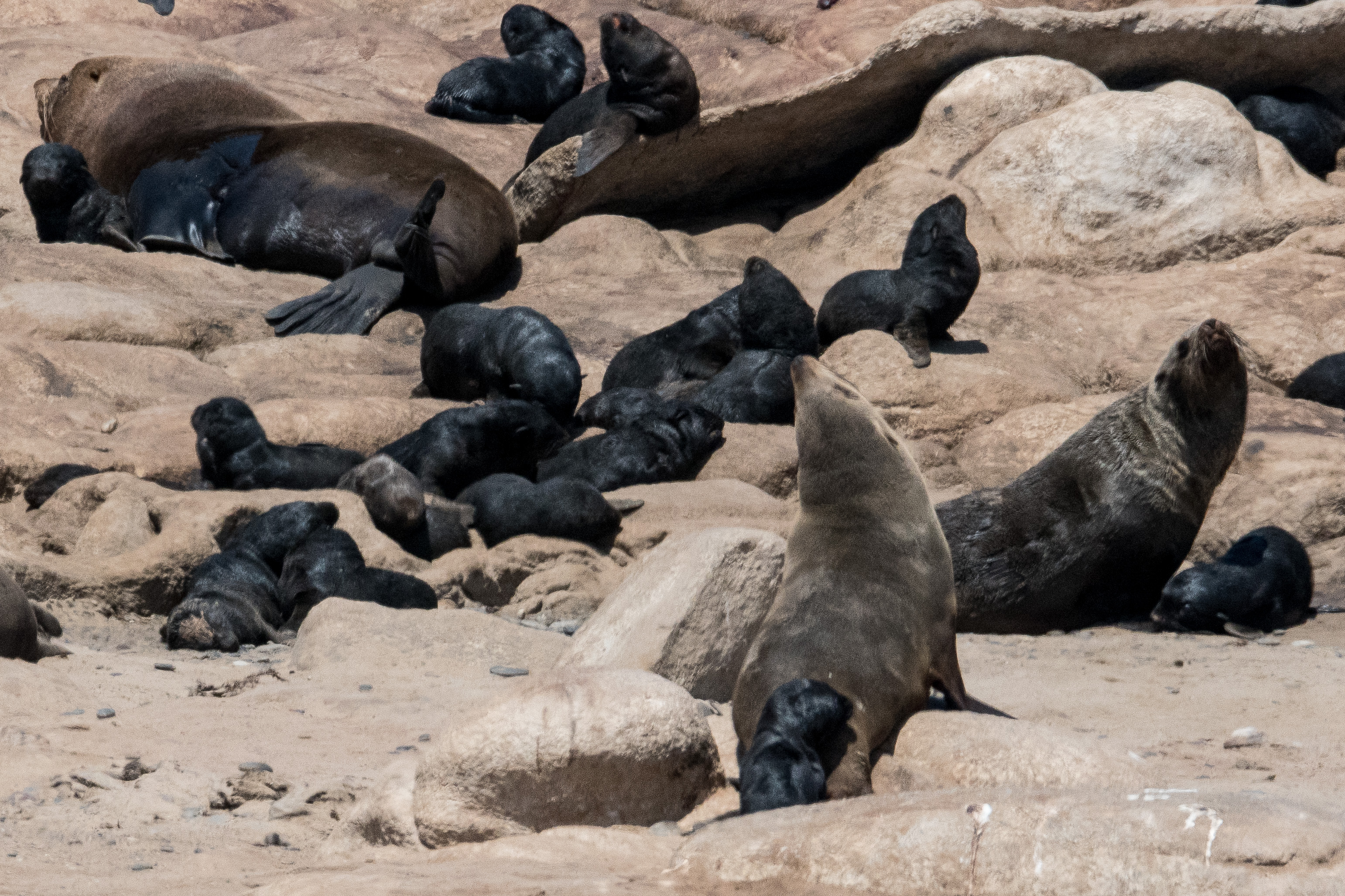 Otaries à fourrure du Sud (South-African Fur Seal, Arctocephalus pusillus), crèche de juvéniles, Möwe bay, Parc National de la Côte des Squelettes, Namibie.