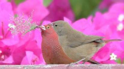  Amarante du Sénégal, Red-billed Firefinch, Lagonosticta senegala, couple adulte en plumage nuptial..