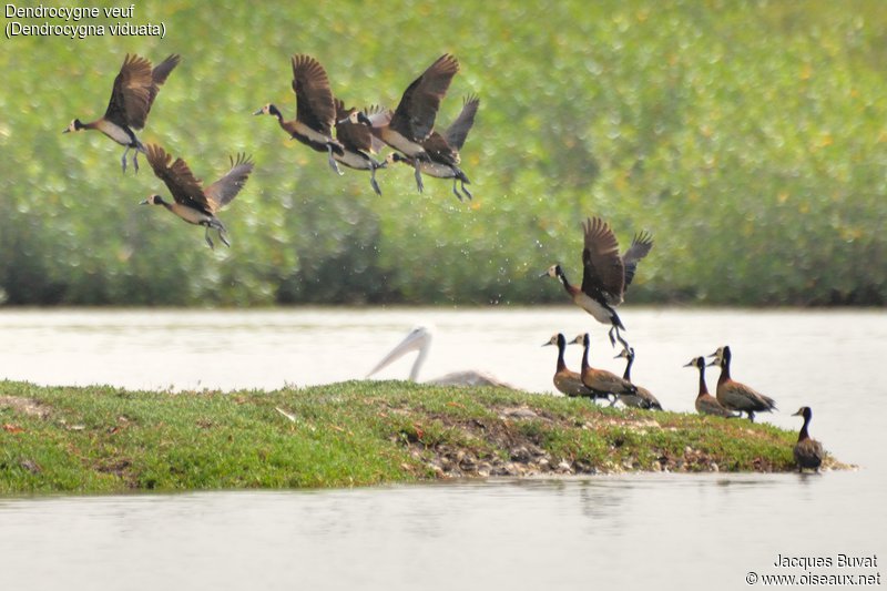 Dendrocygnes veufs (White-faced whistling ducks, Dendrocygna viduata), envol depuis la lagune de la Somone, Région de Thiès, Sénégal.