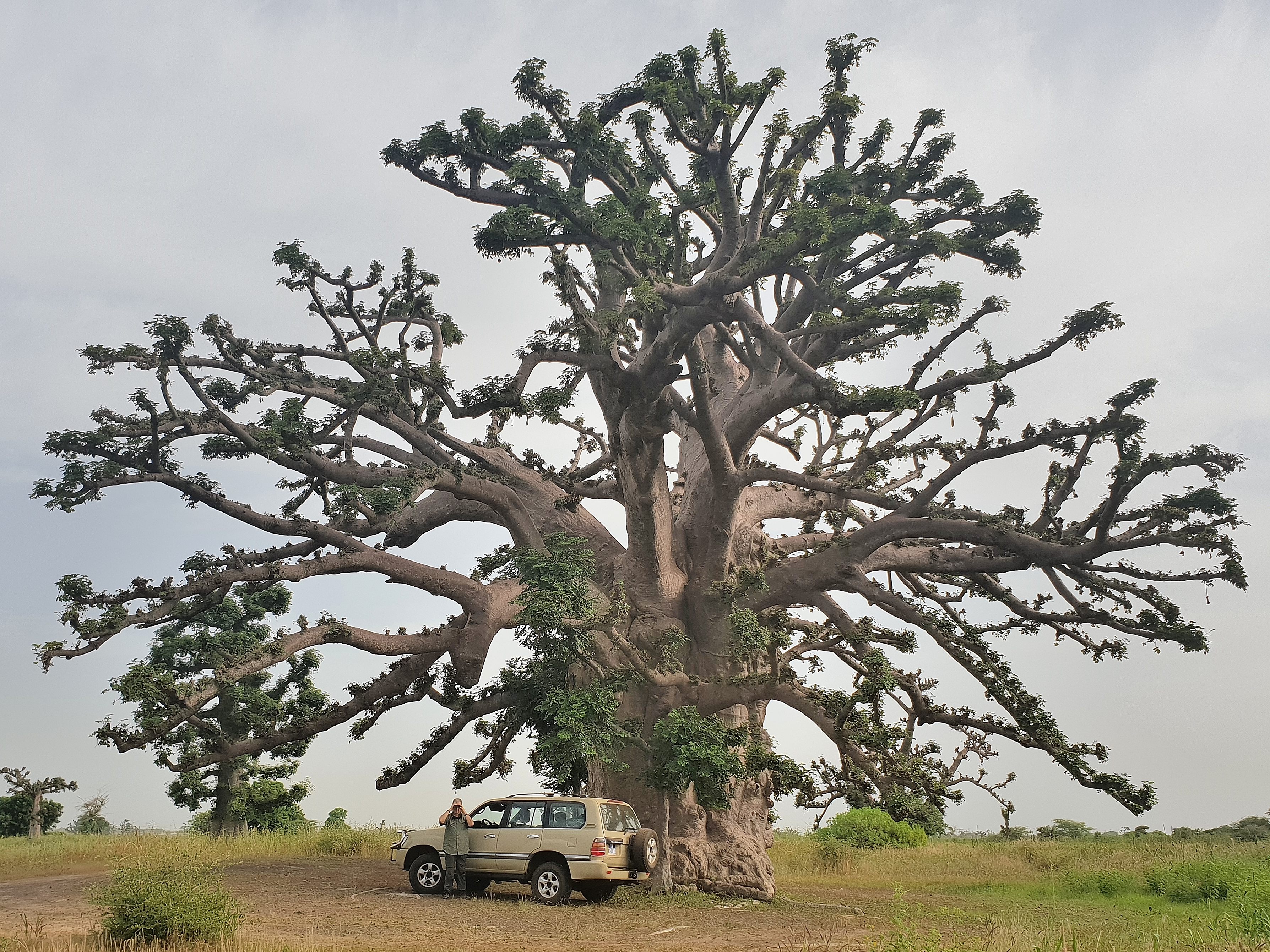 Le photographe photographié. Sous l'un des plus gros Baobabs de la brousse de Somone, Jacques, adossé à sa fidéle Toyota Station-Wagon 2002 photographie une blondine