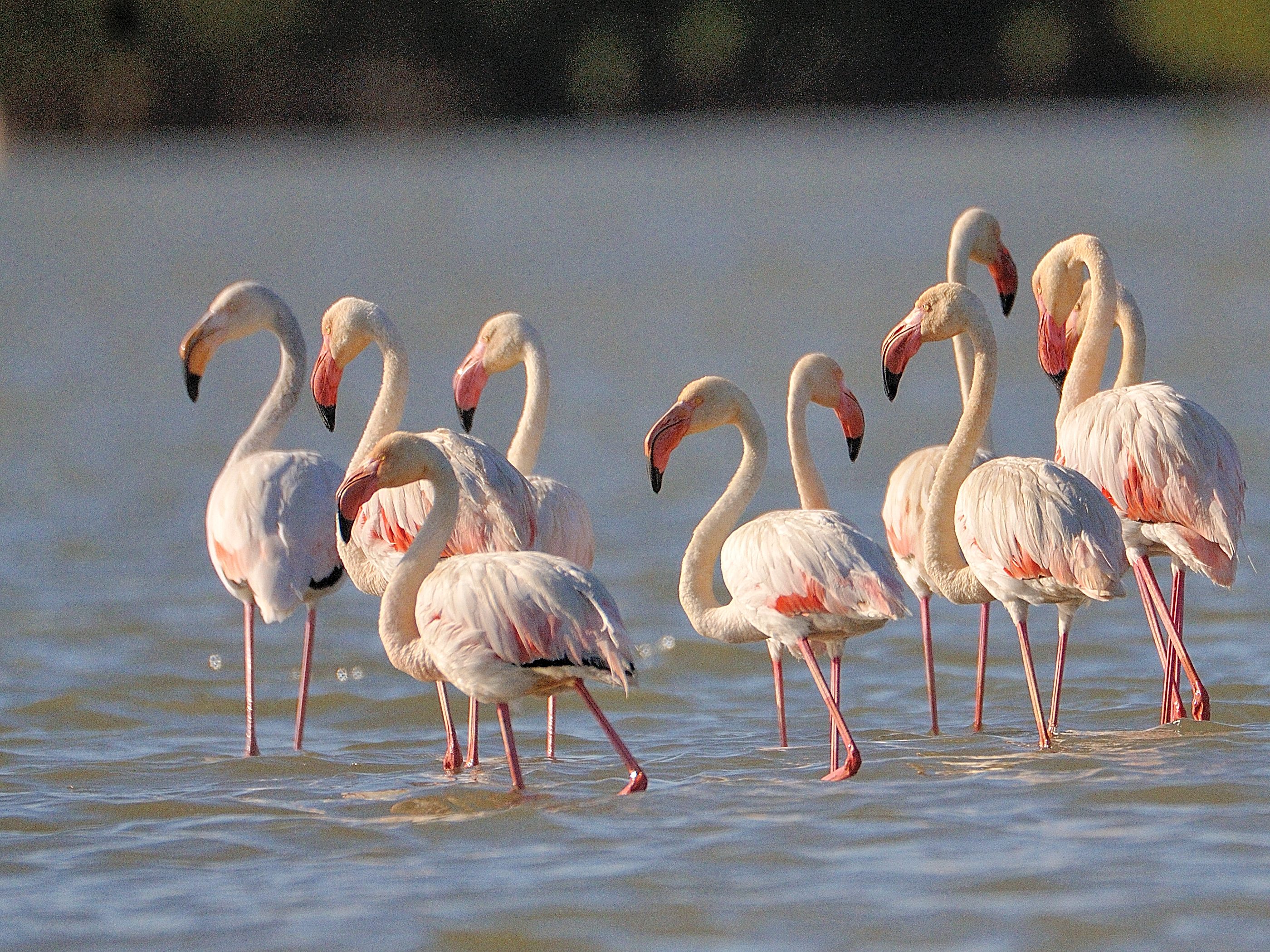 Flamants roses en plumage nuptial (Greater Flamingo, Phoenicopterus Roseus) sur la lagune de La Somone. 